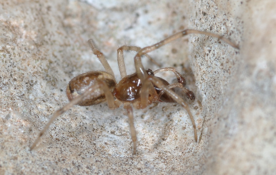 Enoplognatha sp.