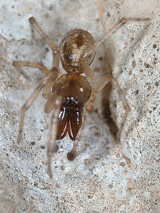 Enoplognatha sp.