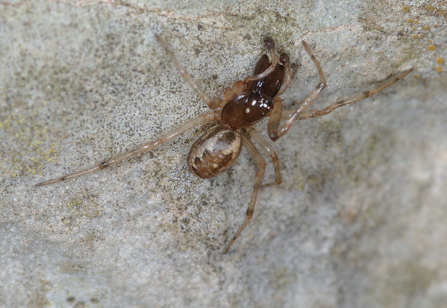 Enoplognatha sp.