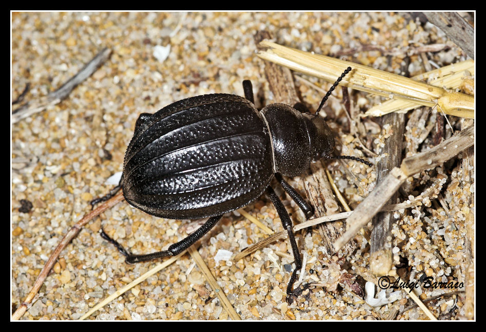 Perseveranza premiata: Pimelia grossa