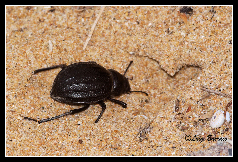 Perseveranza premiata: Pimelia grossa