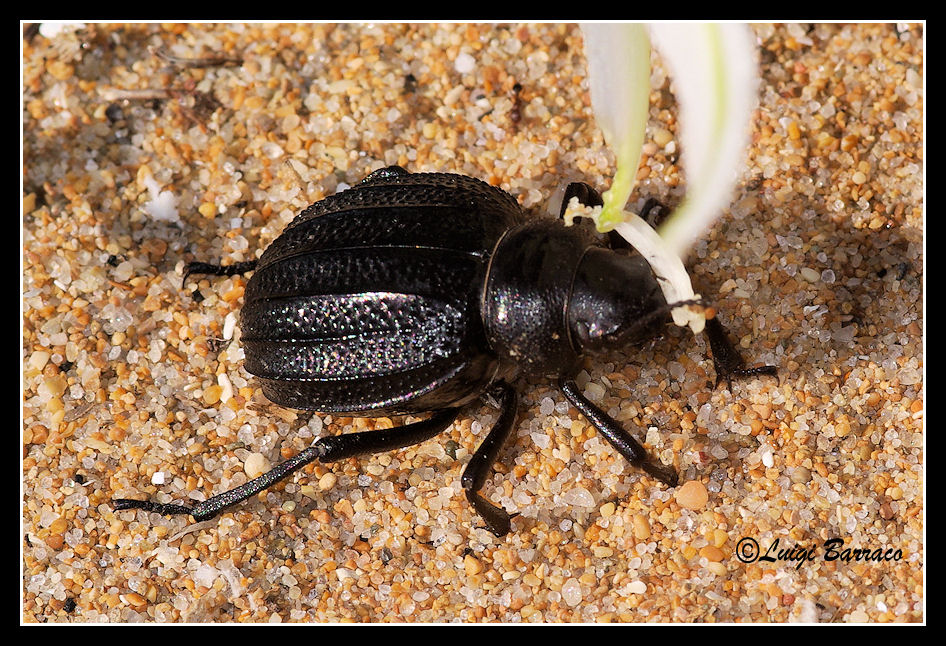 Perseveranza premiata: Pimelia grossa