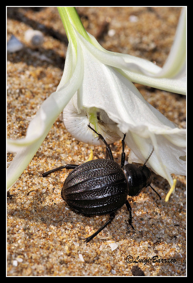 Perseveranza premiata: Pimelia grossa