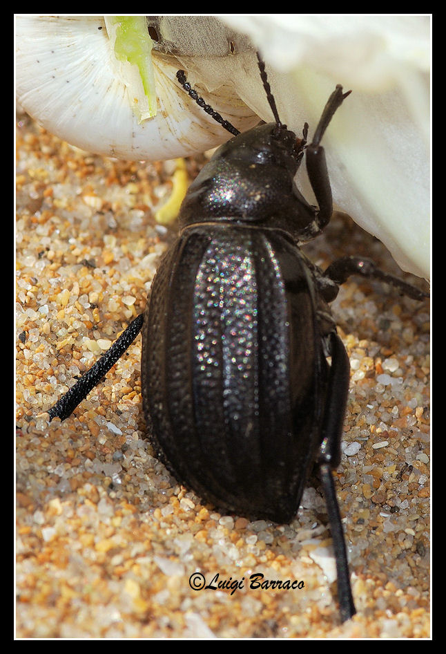 Perseveranza premiata: Pimelia grossa