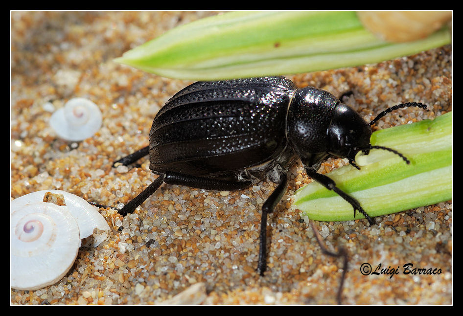 Perseveranza premiata: Pimelia grossa