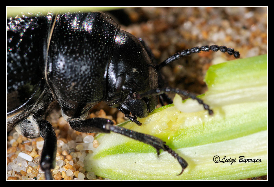 Perseveranza premiata: Pimelia grossa