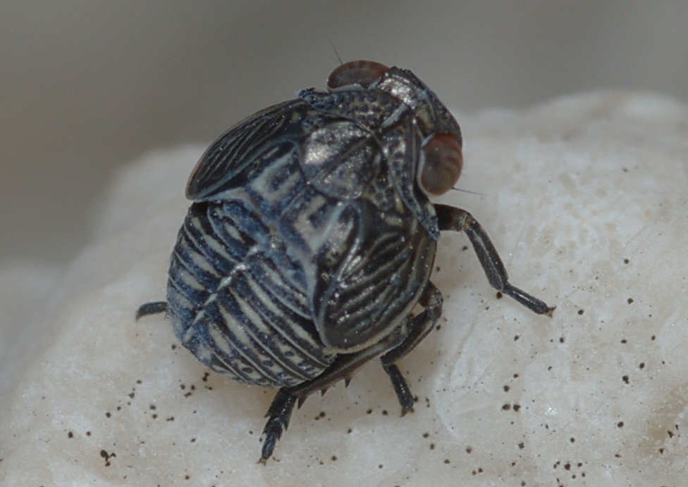 Hysteropterum