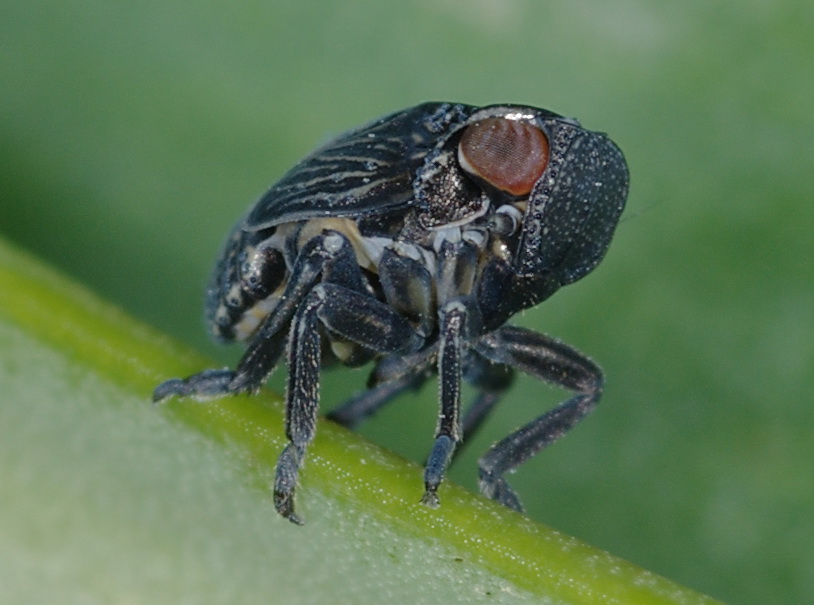 Hysteropterum