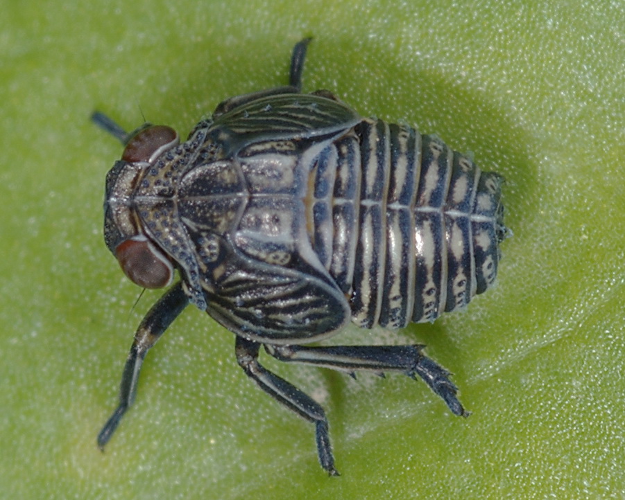 Hysteropterum