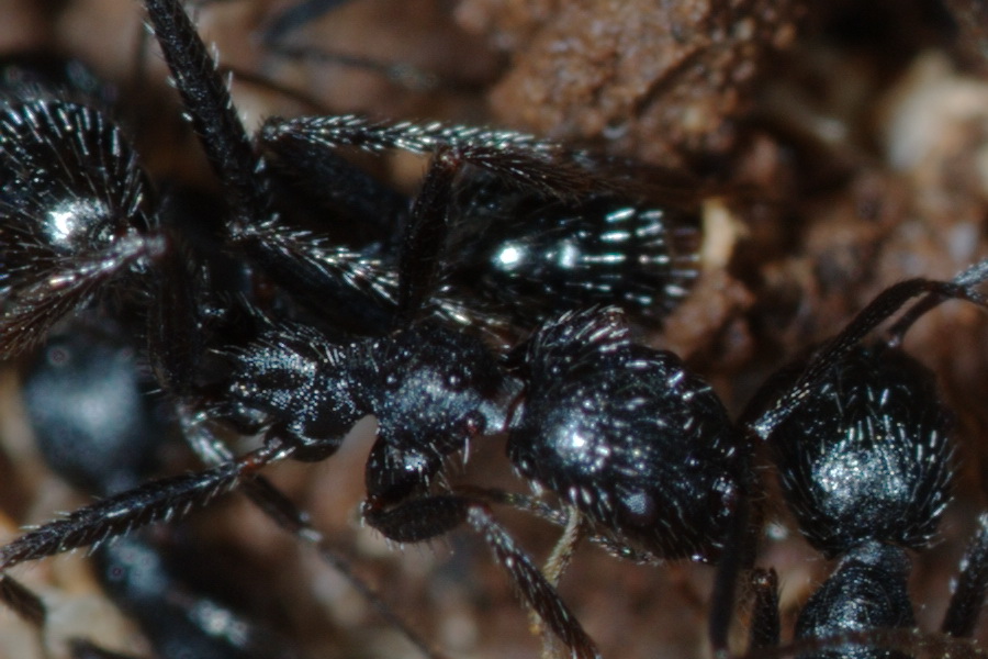 Aphaenogaster semipolita