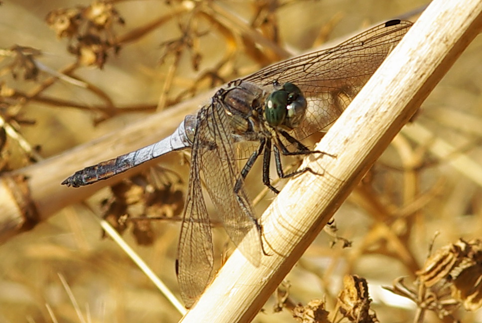 Orthetrum ?