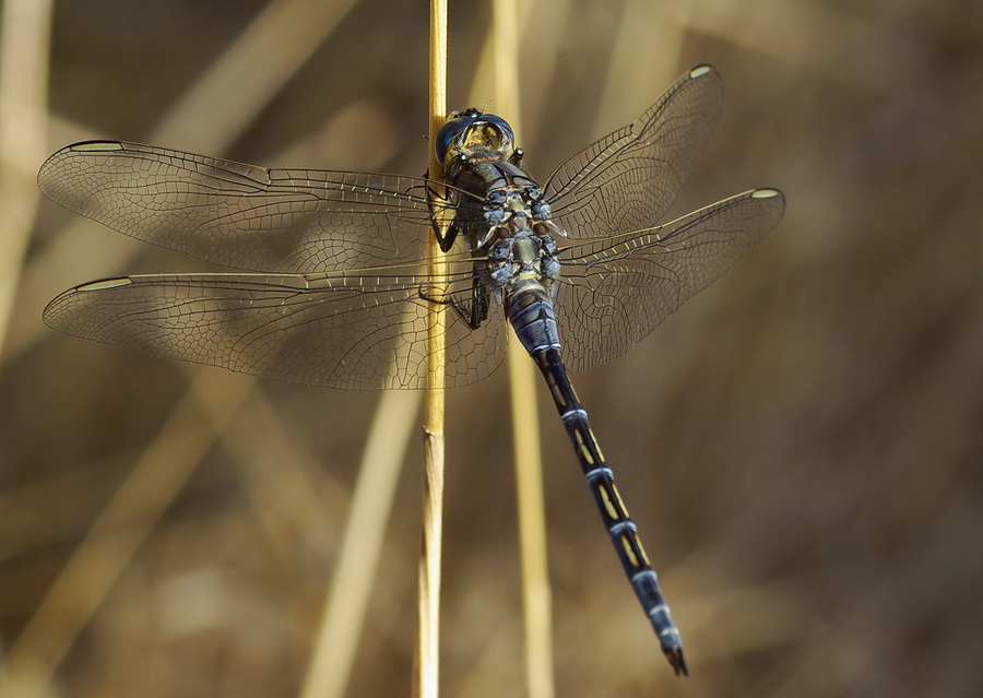 Orthetrum ?