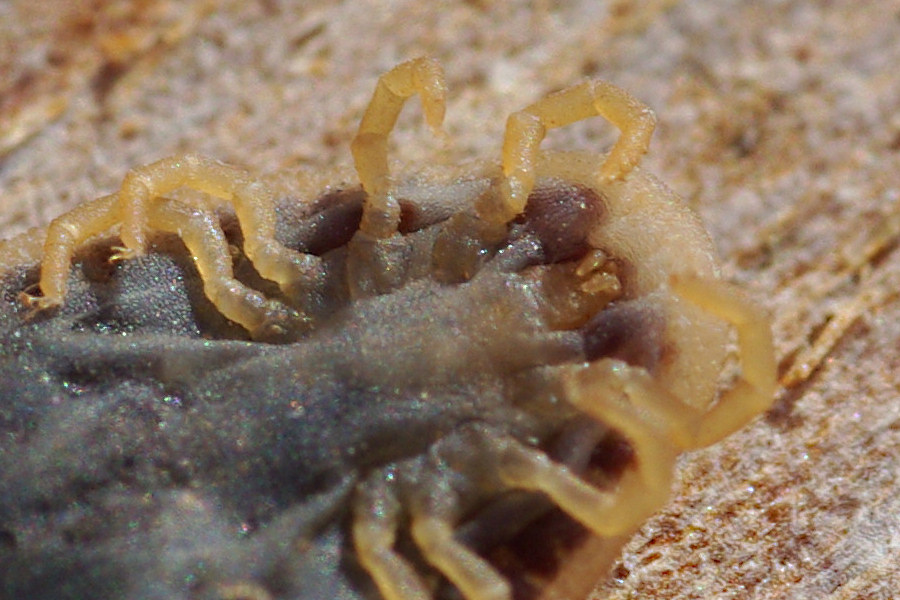 Argas sp.