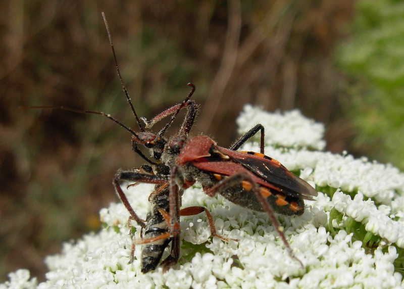 Galleria di insetti predatori e loro prede