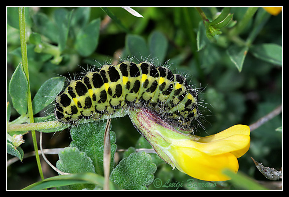 Bruco giallo nero