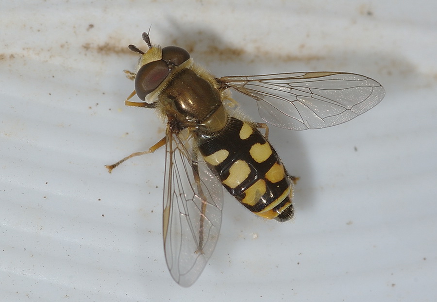 Eupodes