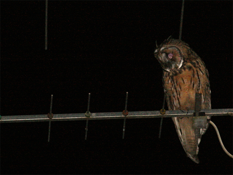 Roost gufi in pericolo ad Ostellato (Fe)