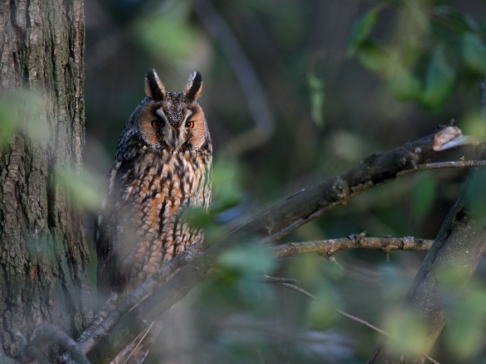 Roost gufi in pericolo ad Ostellato (Fe)