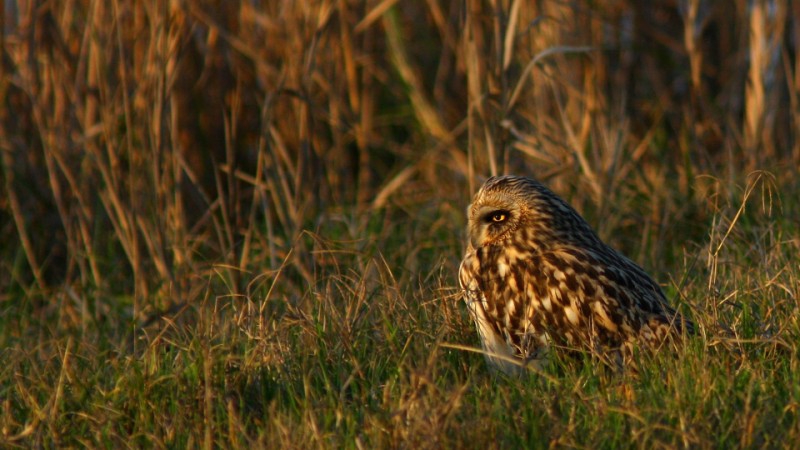 Gufo di palude (Asio flammeus)