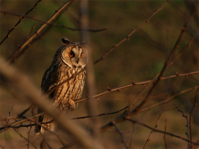 Roost gufi in pericolo ad Ostellato (Fe)