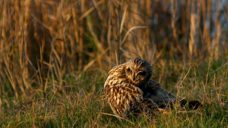 Gufo di palude (Asio flammeus)