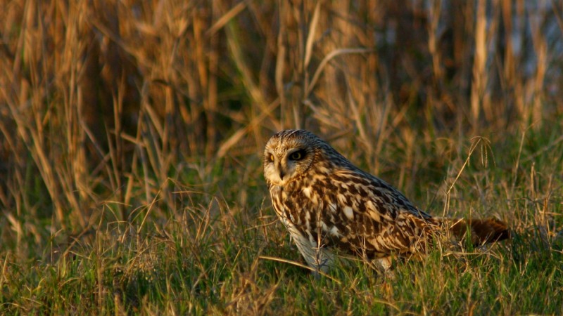 Gufo di palude (Asio flammeus)