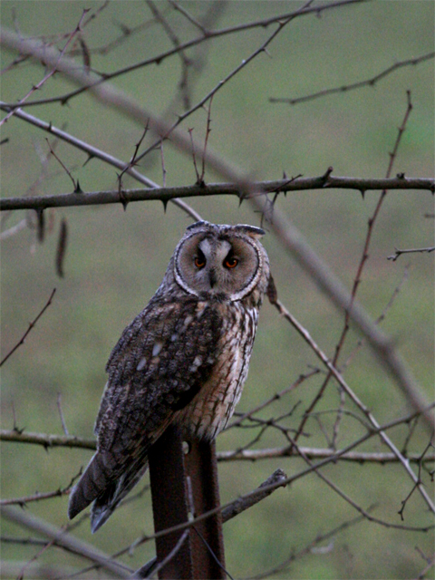Roost gufi in pericolo ad Ostellato (Fe)
