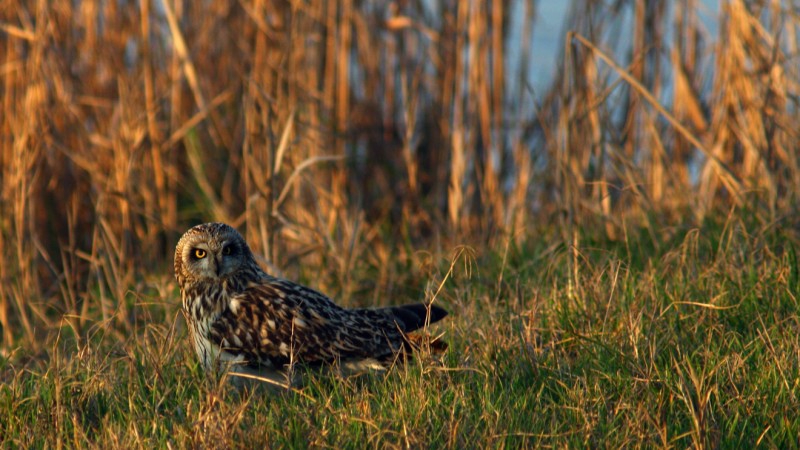 Gufo di palude (Asio flammeus)
