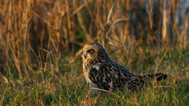 Gufo di palude (Asio flammeus)