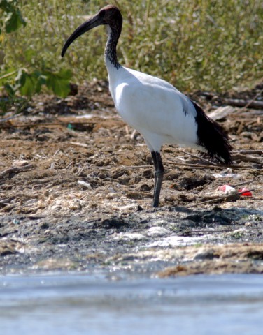 Ibis Sacro nel Delta del Po