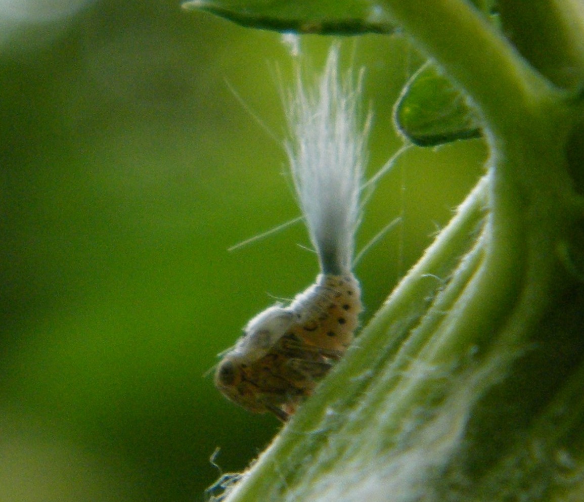 Issidae