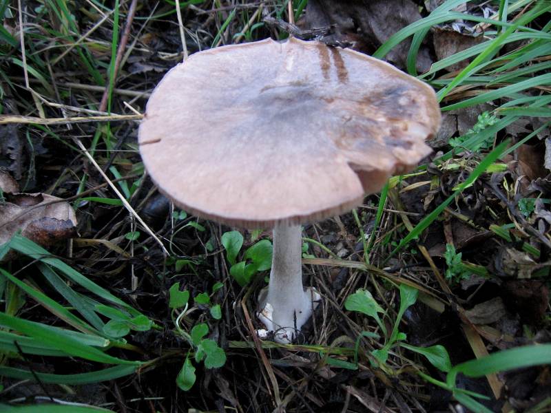 Volvariella gloiocephala