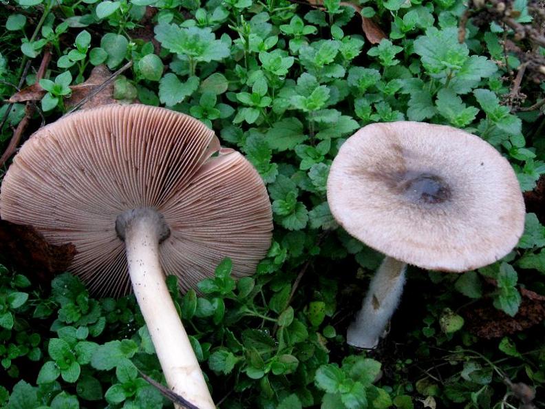 Volvariella gloiocephala