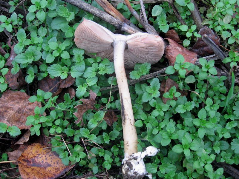 Volvariella gloiocephala