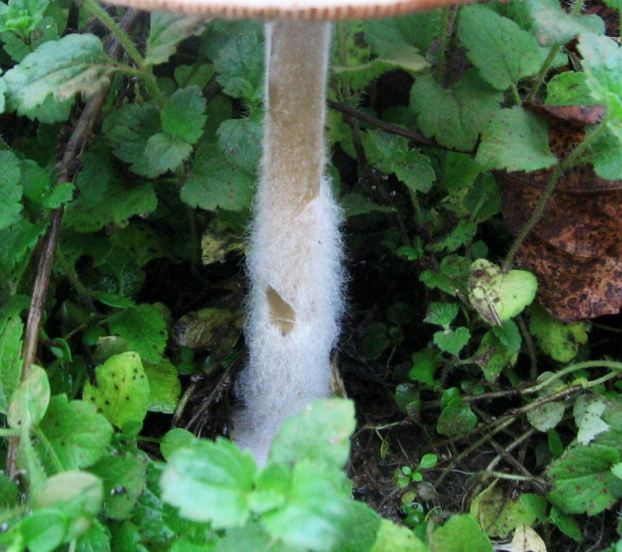 Volvariella gloiocephala