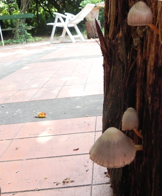 Pluteus, e i dubbi del principiante