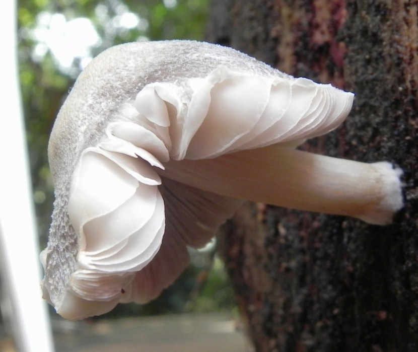 Pluteus, e i dubbi del principiante