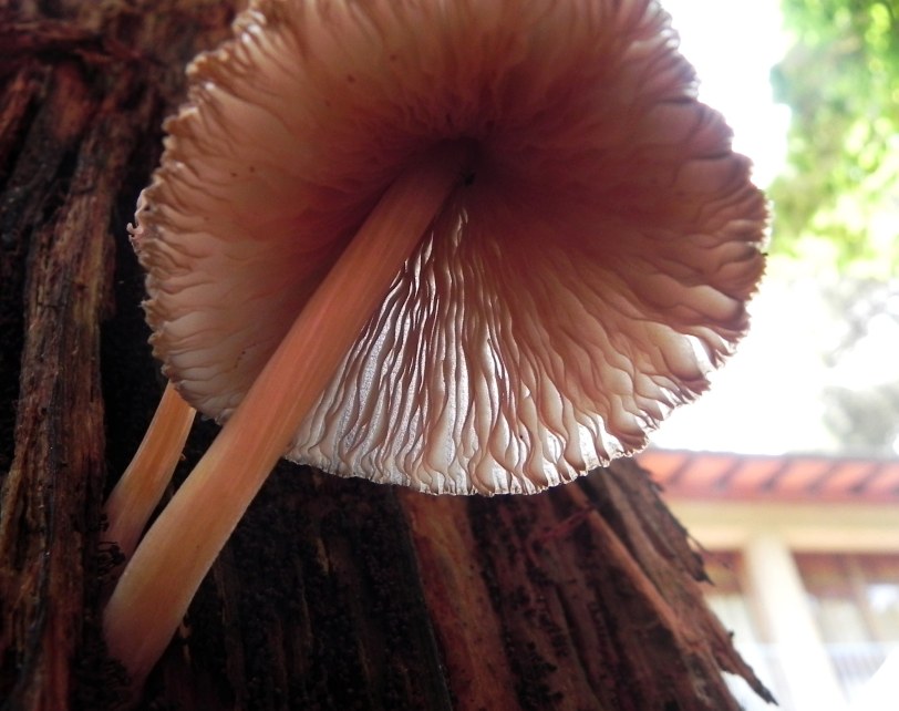 Pluteus, e i dubbi del principiante
