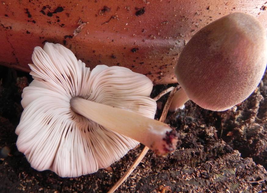Pluteus, e i dubbi del principiante