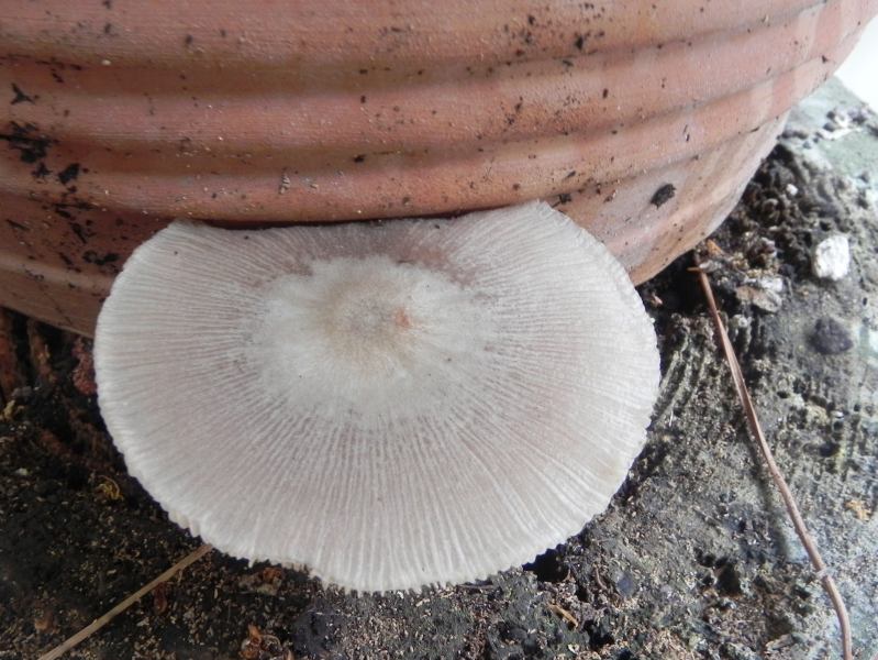 Pluteus, e i dubbi del principiante