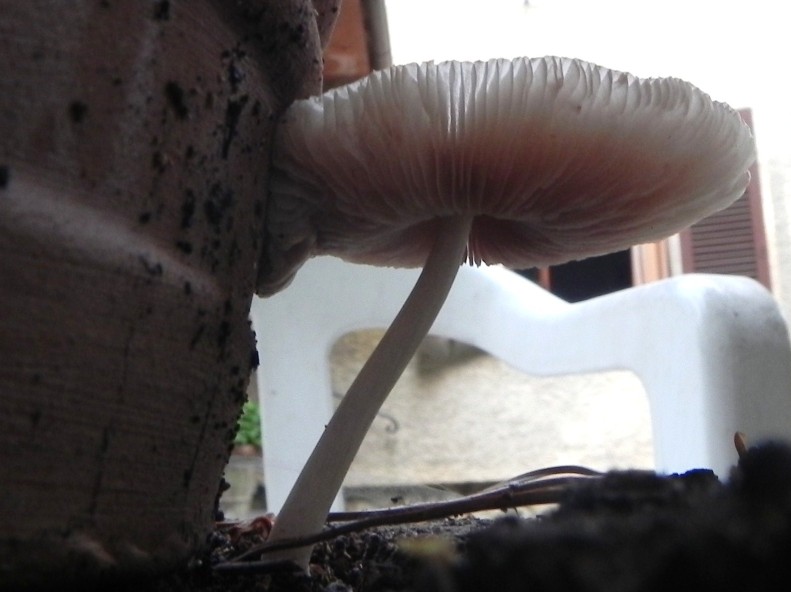 Pluteus, e i dubbi del principiante
