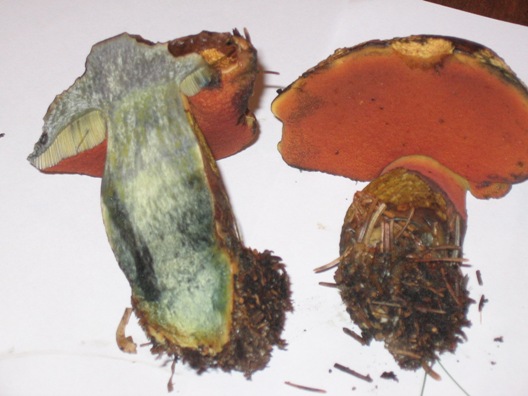 Bosco di abeti sulle Dolomiti, 1700 m