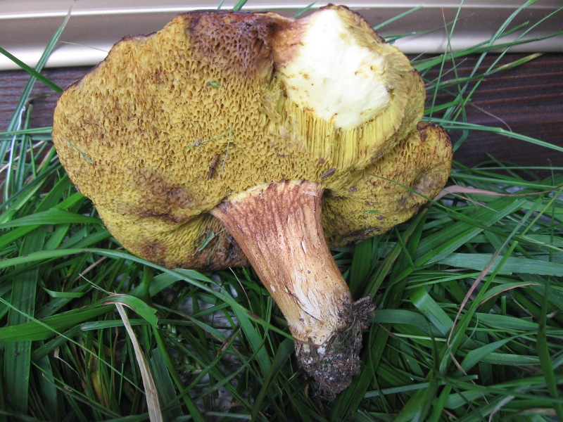 Xerocomus subtomentosus?