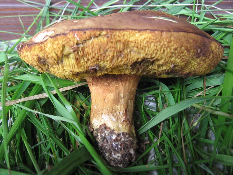 Xerocomus subtomentosus?