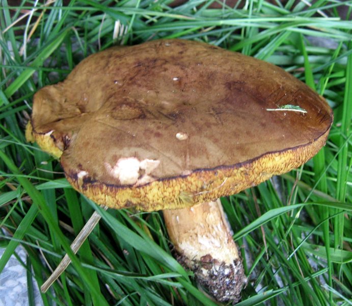 Xerocomus subtomentosus?