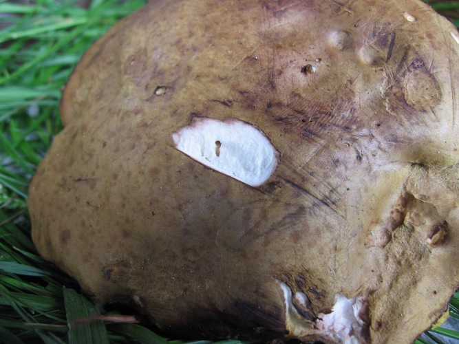 Xerocomus subtomentosus?