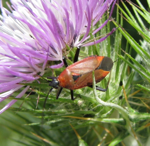 Miridae: Calocoris nemoralis del lago Arancio...