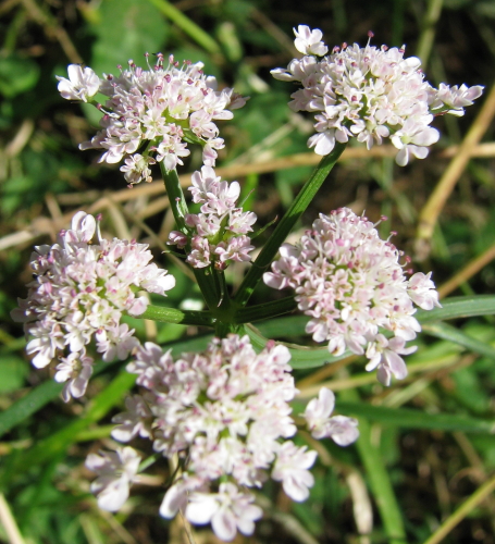Oenanthe globulosa / Finocchio acquatico globoso