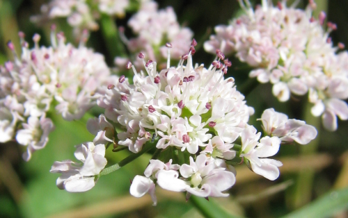 Oenanthe globulosa / Finocchio acquatico globoso