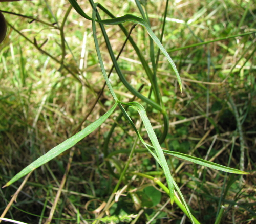 Oenanthe globulosa / Finocchio acquatico globoso